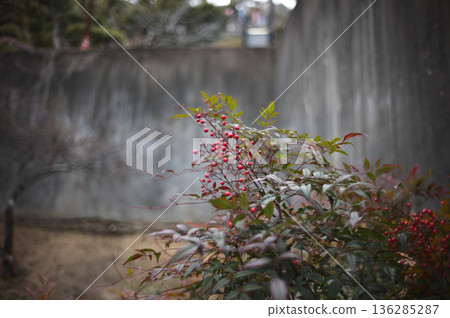 Southern autumn leaves 136285287