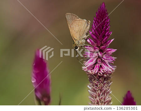 一隻德國小蜂鳥正在吸食雞冠花蜜 一隻德國小蜂鳥正在吸食雞冠花蜜 136285301
