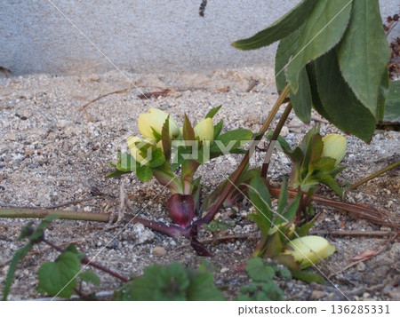 Christmas rose flower buds Christmas rose flower buds 136285331