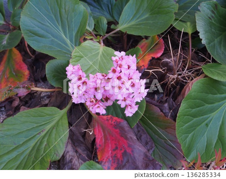 Snowgrass花 Snowgrass花 136285334
