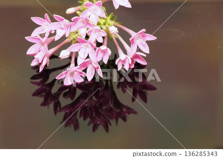 Pentas floating on the water Pentas floating on the water 136285343