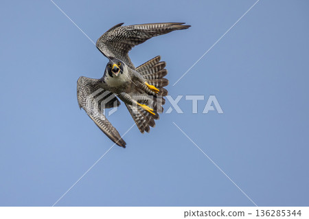 Threatening Peregrine Falcon 136285344