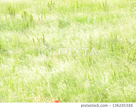 Wildflowers waving in the spring breeze Wildflowers waving in the spring breeze 136285388