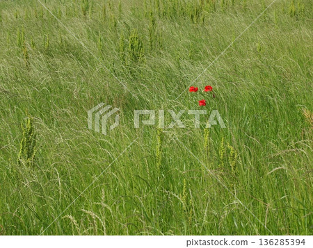Red poppy flowers blooming among wildflowers swaying in the spring breeze Red poppy flowers blooming among wildflowers swaying in the spring breeze 136285394