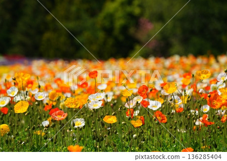 Iceland Poppy 483 Iceland Poppy 483 136285404