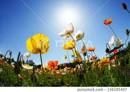 Iceland Poppy 628 136285407