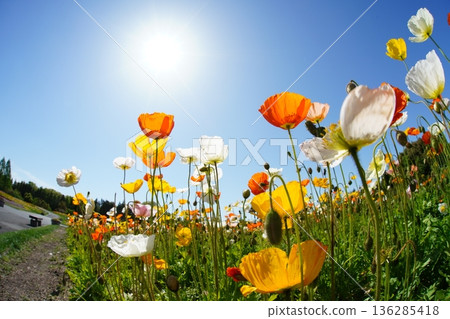 Iceland Poppy 685 Iceland Poppy 685 136285418