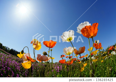 Iceland Poppy 738 Iceland Poppy 738 136285425