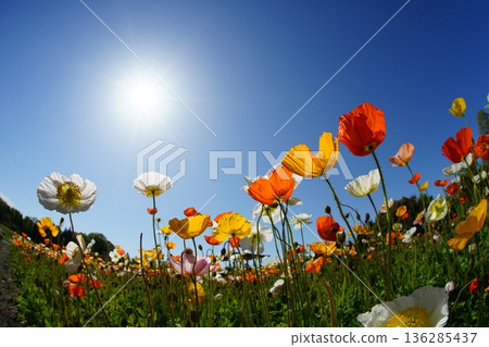 Iceland Poppy 851 Iceland Poppy 851 136285437