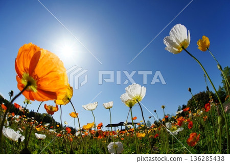 Iceland Poppy 861 136285438