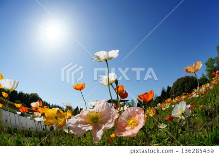 Iceland Poppy 865 136285439