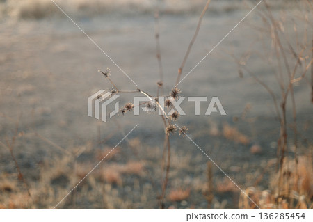 枯萎的耬斗菜 136285454