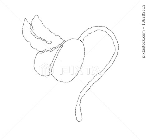 種子破土而出、發芽瞬間的概念圖 種子破土而出、發芽瞬間的概念圖 136285515