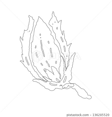 Detailed illustration of a plant bud just before a new leaf opens Detailed illustration of a plant bud just before a new leaf opens 136285520
