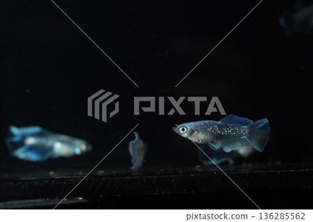 Medaka Kissing Light System 136285562