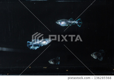 Medaka Kissing Light System 136285568