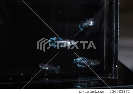 Medaka Kissing Light System Medaka Kissing Light System 136285572