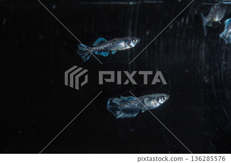 目高鮫親吻光系統 目高鮫親吻光系統 136285576