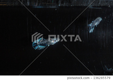 Medaka Kissing Light System Medaka Kissing Light System 136285579