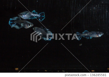 Medaka Kissing Light System 136285581