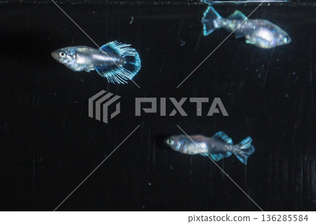 目高鮫親吻光系統 136285584