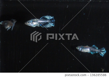 目高鮫親吻光系統 目高鮫親吻光系統 136285586