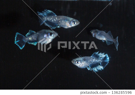 Medaka Kissing Light System 136285596