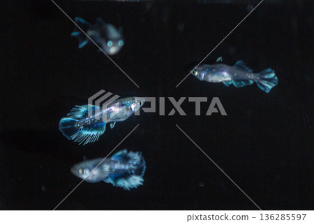 目高鮫親吻光系統 136285597