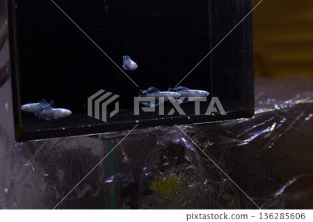 Medaka Kissing Light System 136285606