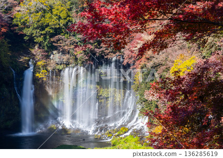靜岡縣富士宮市上出世界遺產白絲瀑布的彩虹和紅葉景色。 136285619