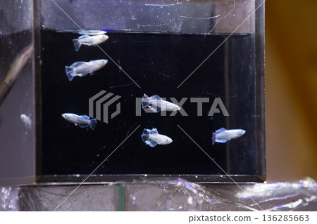 Medaka Kissing Light System Medaka Kissing Light System 136285663