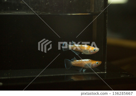 目高鮫親吻光系統 目高鮫親吻光系統 136285667