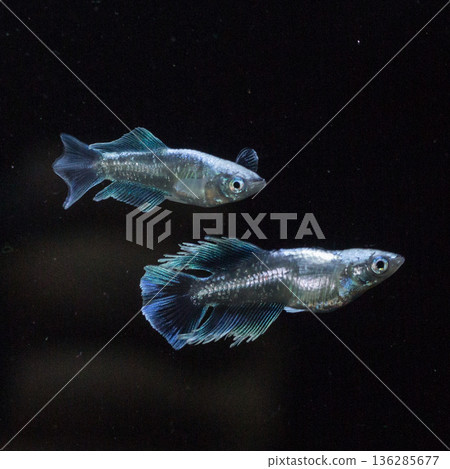 目高鮫親吻光系統 136285677