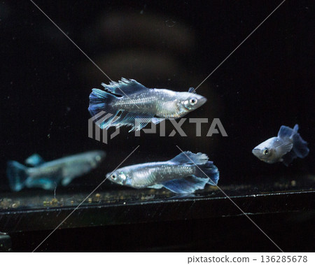 Medaka Kissing Light System 136285678