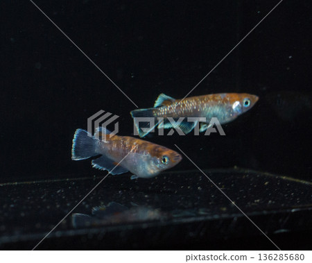 目高鮫親吻光系統 136285680