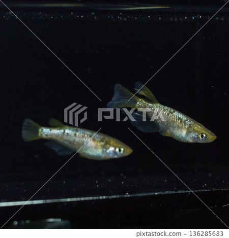 目高鮫親吻光系統 136285683