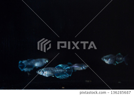 Medaka Kissing Light System 136285687