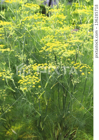 茴香花盛開 136285718