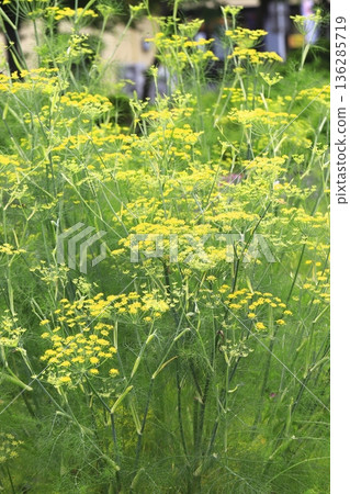 茴香花盛開 136285719