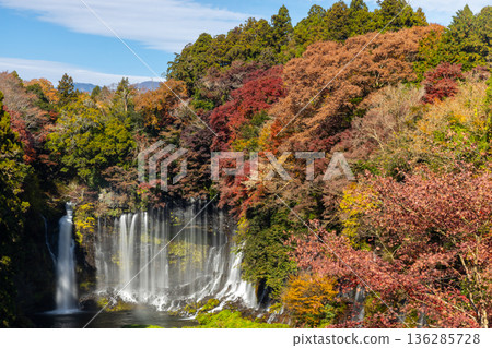 Shiraito Falls, a World Heritage Site, is a beautiful sight from the observation deck in Kamiide, Fujinomiya City, Shizuoka Prefecture, with autumn leaves shining brightly on the waterfalls. Shiraito Falls, a World Heritage Site, is a beautiful sight from the observation deck in Kamiide, Fujinomiya City, Shizuoka Prefecture, with autumn leaves shining brightly on the waterfalls. 136285728