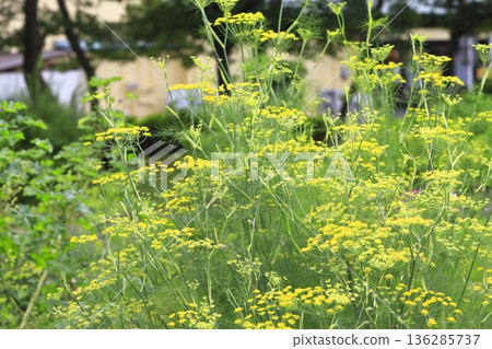 Fennel flowers in full bloom Fennel flowers in full bloom 136285737
