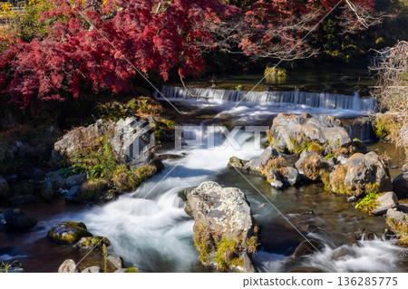 靜岡縣富士宮市上出市白絲瀑布附近的芝川流和秋葉楓樹 靜岡縣富士宮市上出市白絲瀑布附近的芝川流和秋葉楓樹 136285775