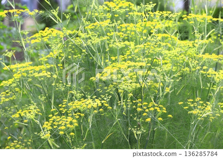 Fennel flowers in full bloom Fennel flowers in full bloom 136285784
