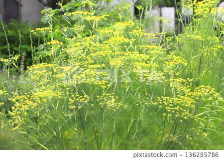 Fennel flowers in full bloom Fennel flowers in full bloom 136285786