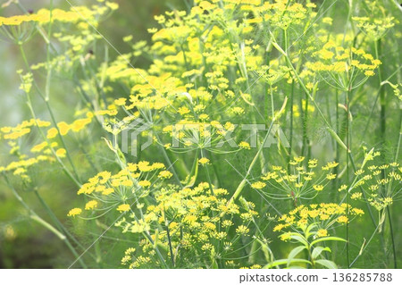 Fennel flowers in full bloom 136285788