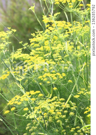 Fennel flowers in full bloom 136285792
