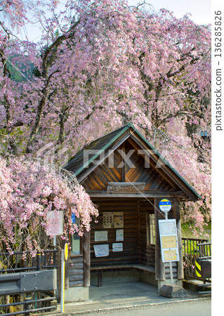 [Tokyo] Weeping cherry blossoms at Hitosato bus stop 136285826