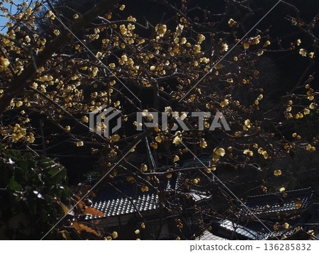 Winter plum blossoms at Suwa Plum Grove 136285832