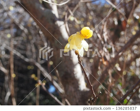 Winter plum blossoms at Suwa Plum Grove 136285837