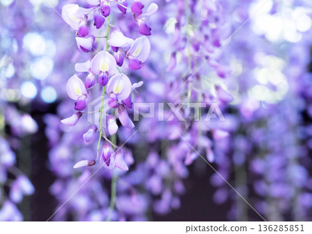 Fuyu's flowers in full bloom Fuyu's flowers in full bloom 136285851